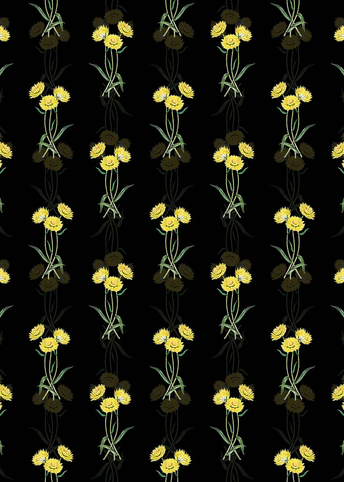 Helichrysum Flower Branch