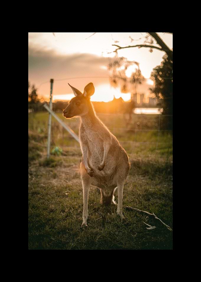 Kangaroo