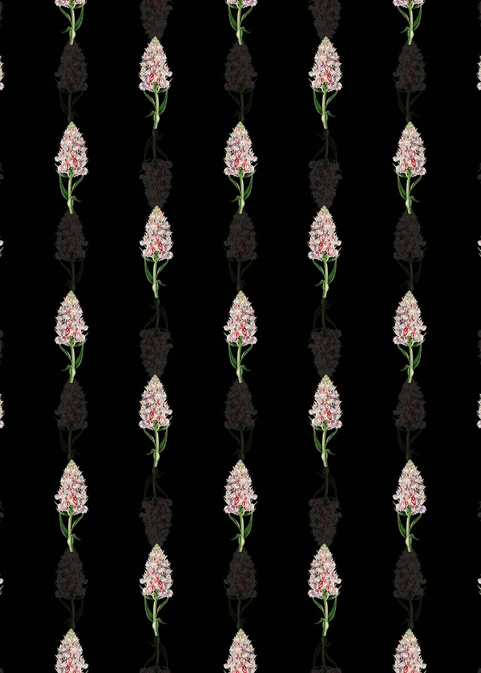 Leafy Spiked Orchis Flower
