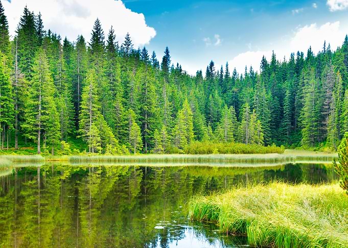 Blue water in a forest lak