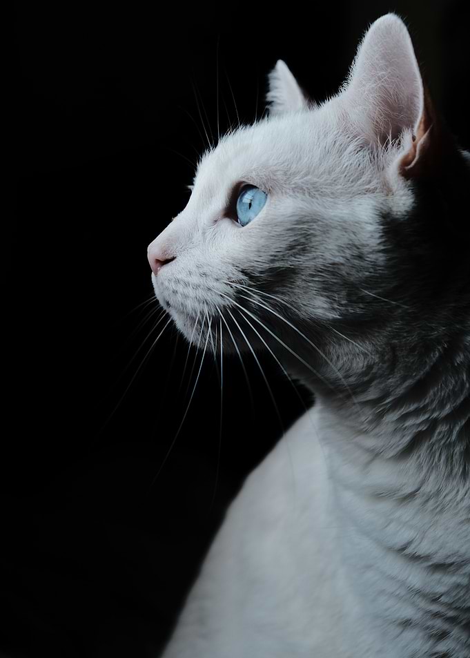 Cat Cats Feline Kitty