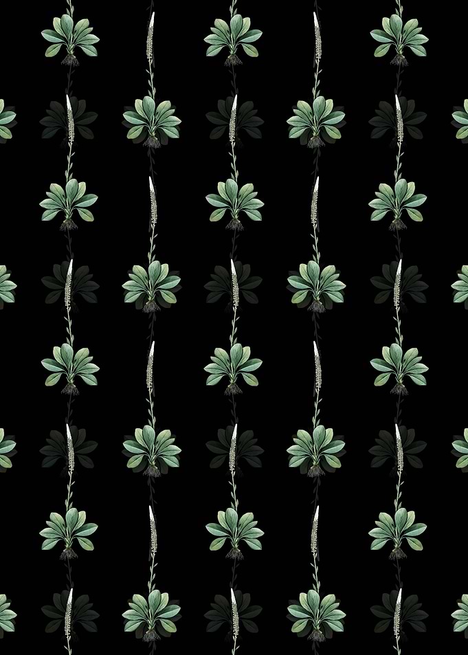 Black Blazing Star Pattern