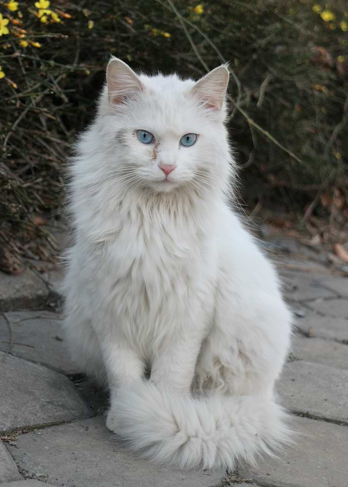 Cat Cats Feline Kitty