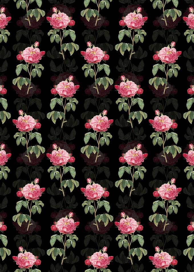 Duchess of Orleans Rose