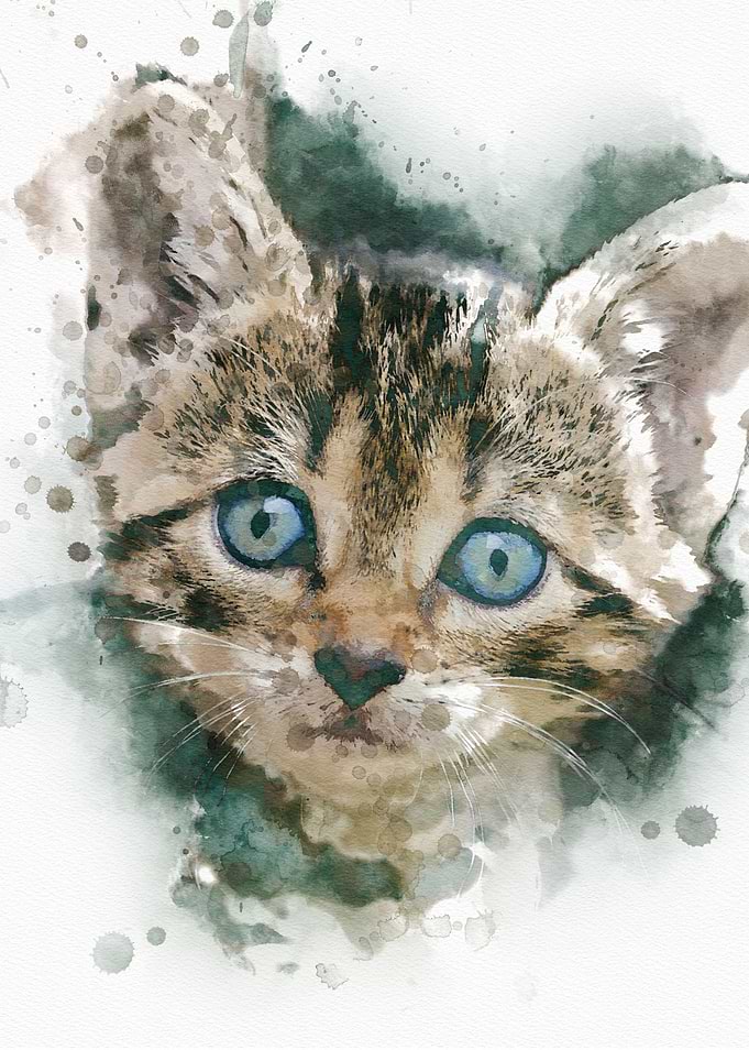 Cat Cats Feline Kitty