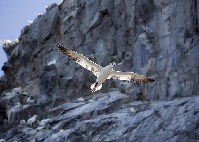 Flight of a Seagull