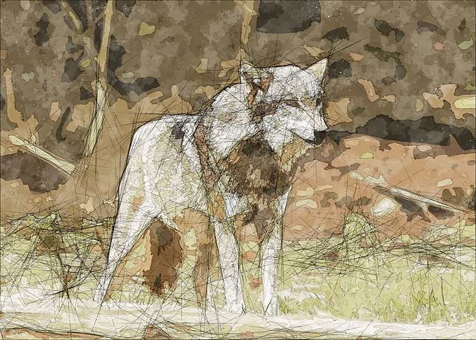 Wolf