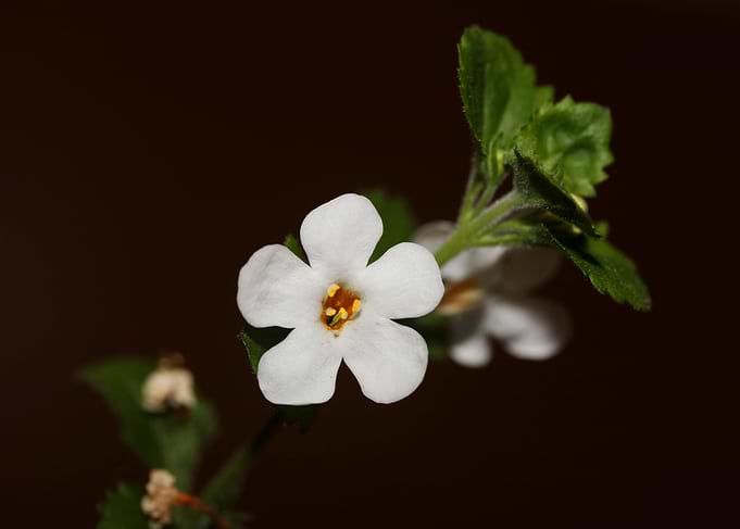 Sutera grandiflora blossom