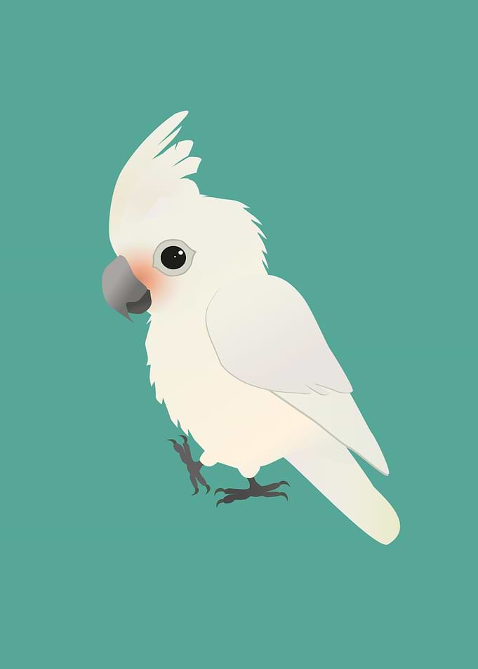 Goffin Cockatoo