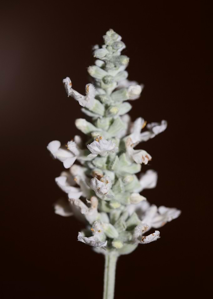 Salvia blossoming close up