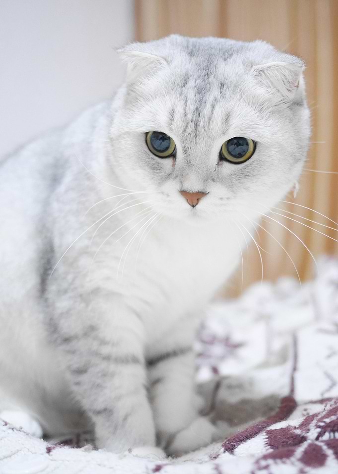 Cat Cats Feline Kitty