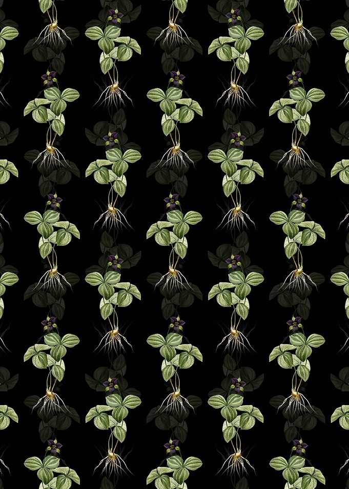 Black Trillium Rhomboideum