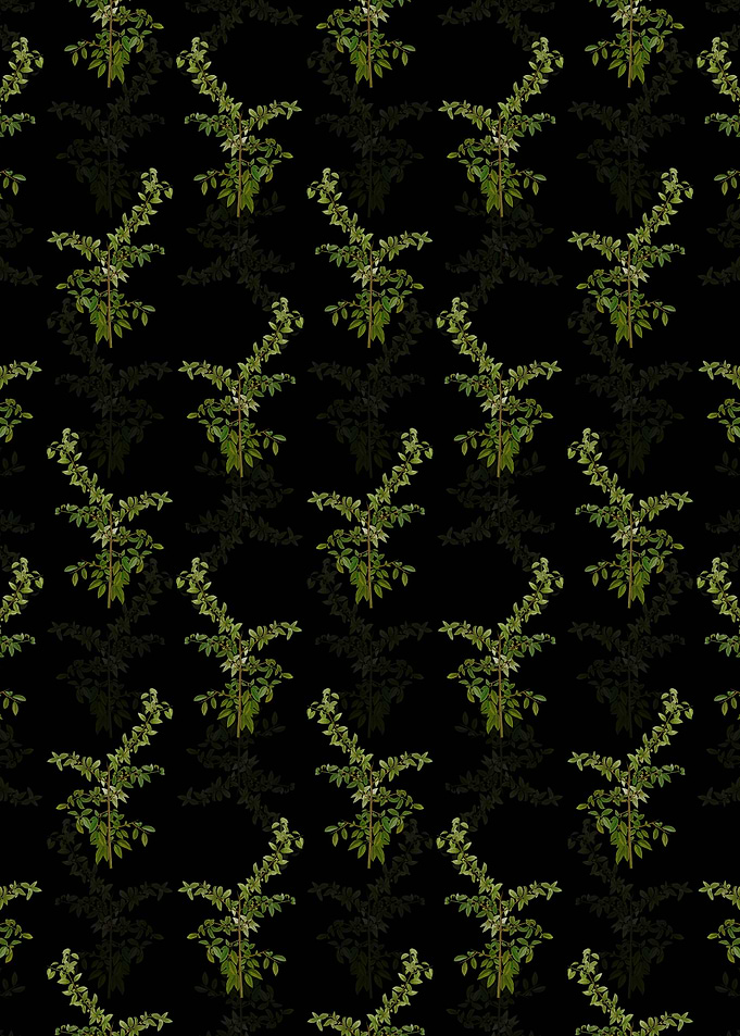 Rock Buckthorn Pattern