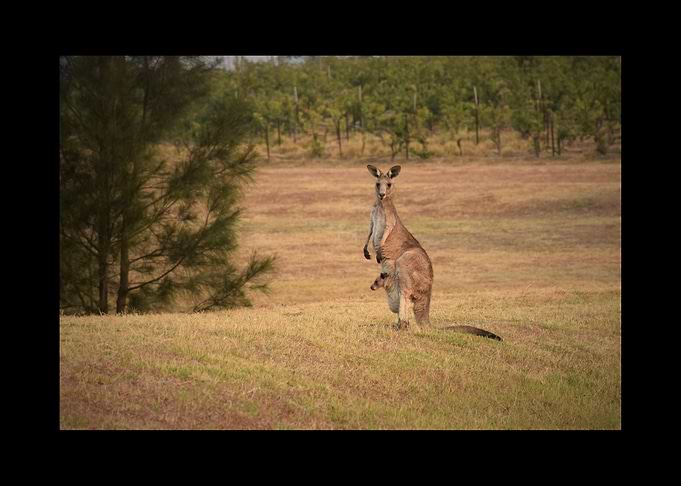 Kangaroo