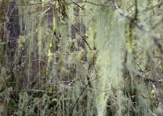 Mossy Riverside