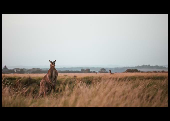 Kangaroo
