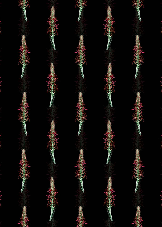 Black Pitcairnia Latifolia