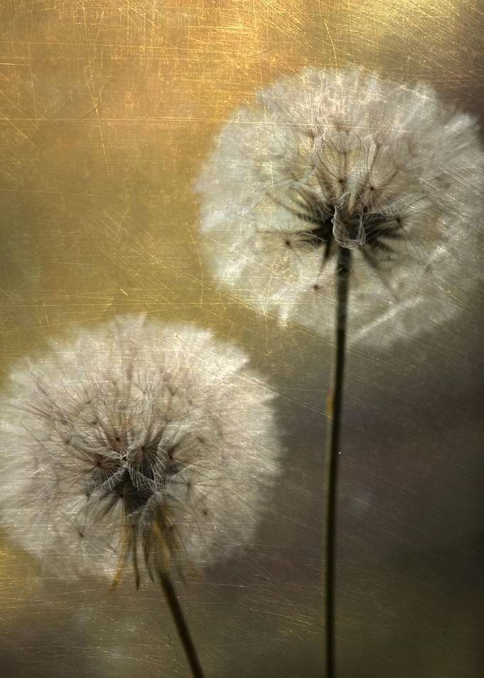 Floral composition