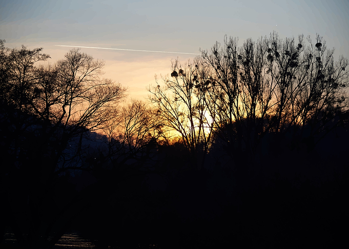 trees