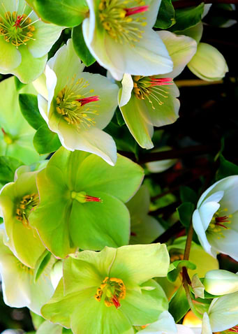 Key Lime Flora 1