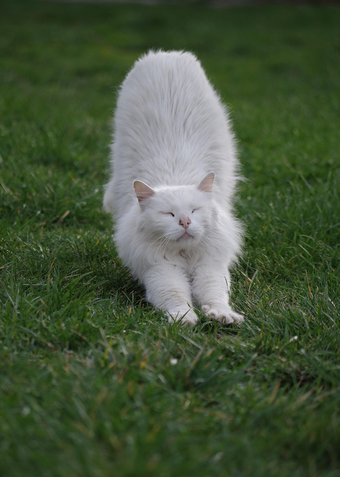 Cat Cats Feline Kitty
