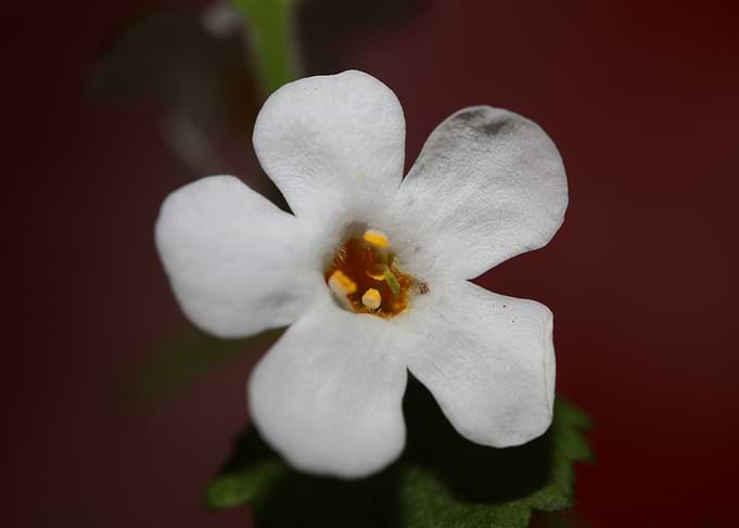 Sutera flower blossoming