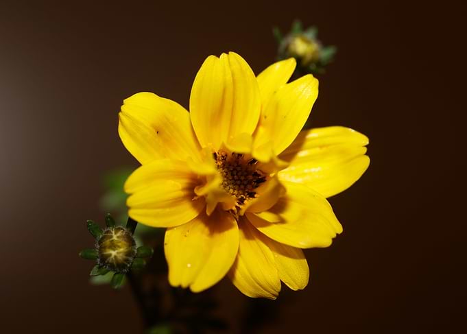 Cosmos caudatus flowering