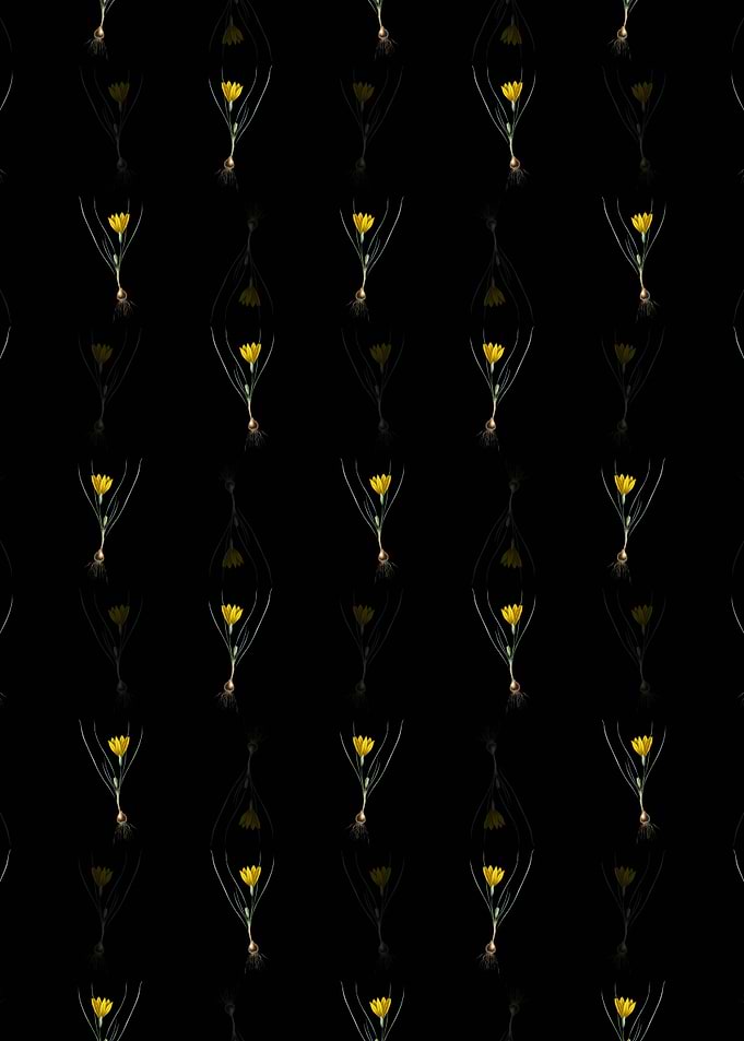 Ixia Filifolia Pattern