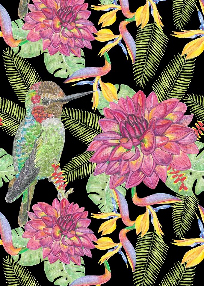 Humming bird black