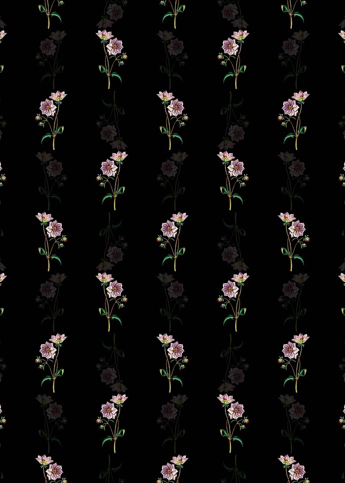 Black Dwarf Dahlia Pattern