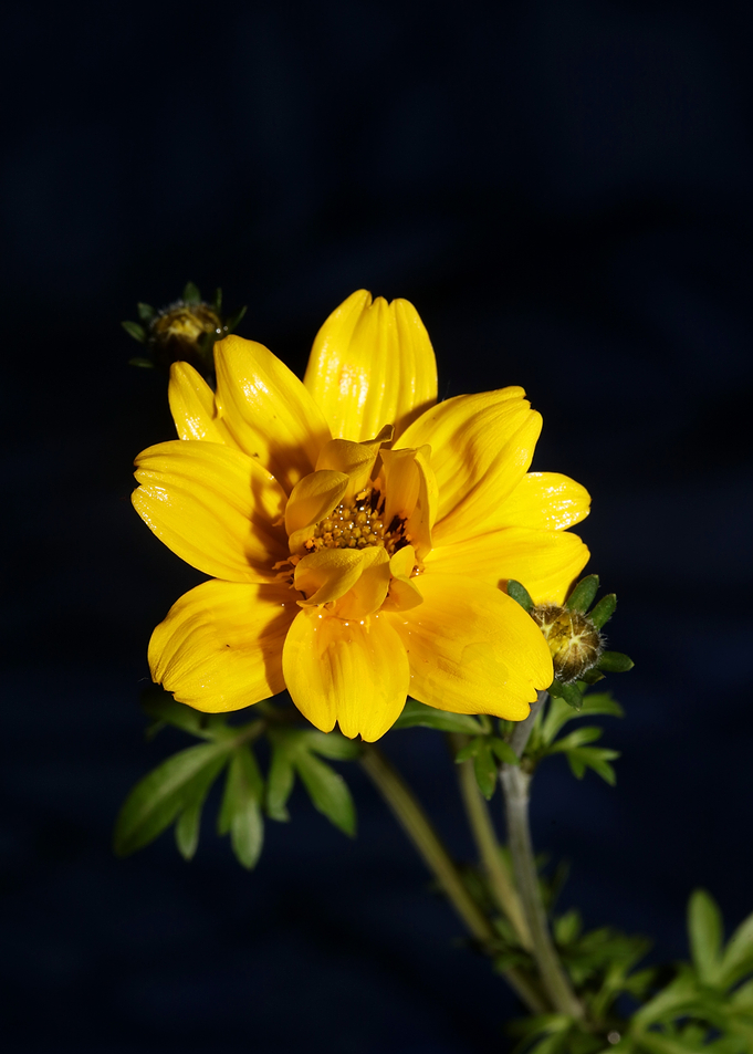 Yellow cosmos flower macro