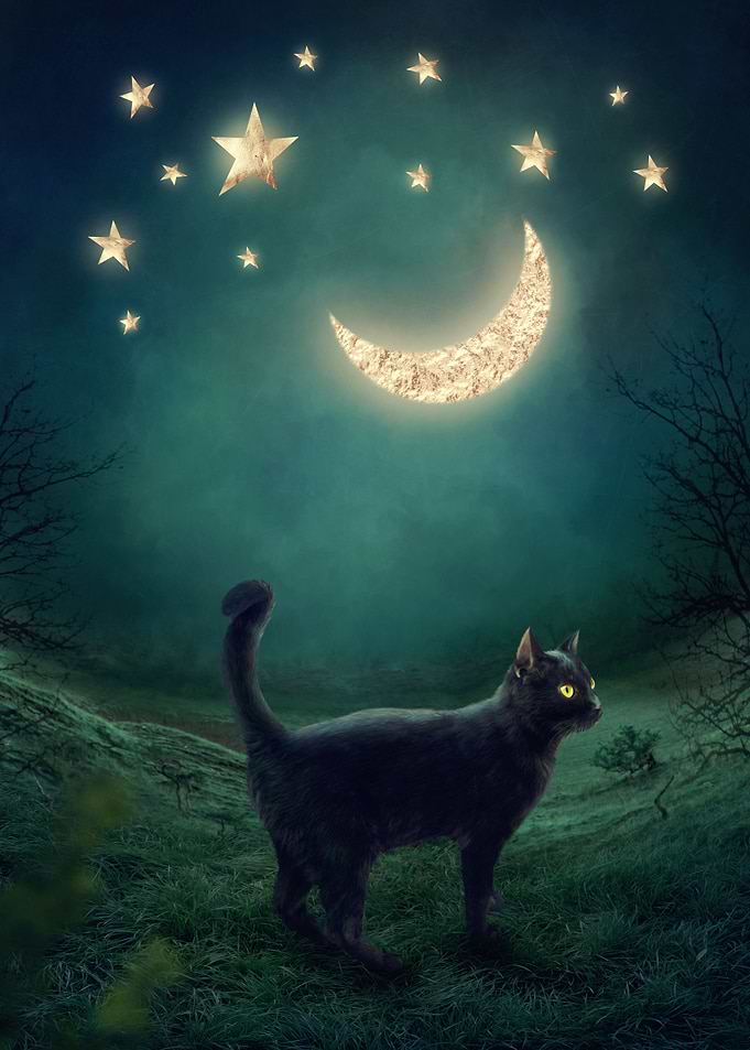Black Cat