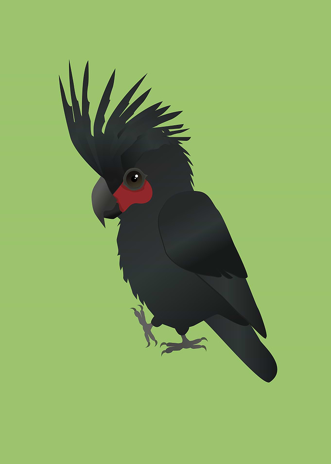 Palm cockatoo