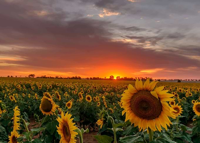 sunflowers