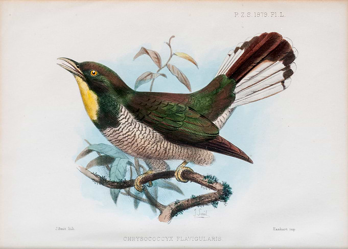 yellowthroated cuckoo