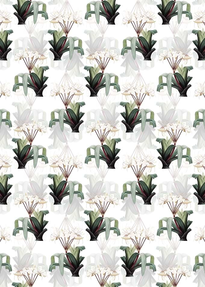 Crinum Erubescens Pattern