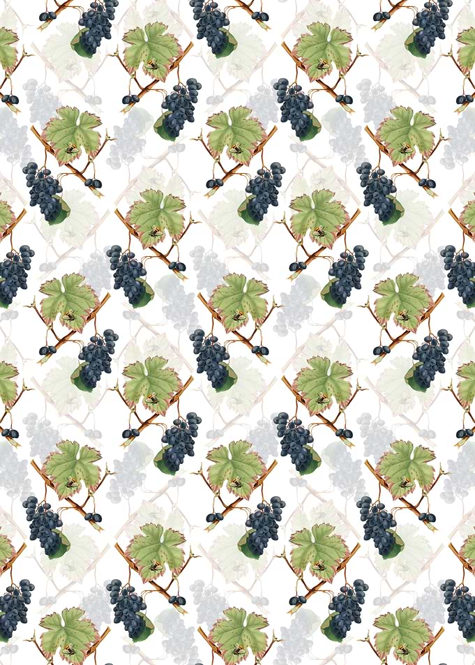 Barbera Grape Pattern