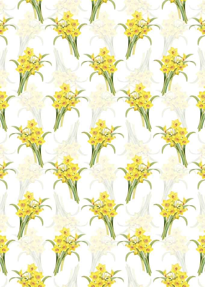 White Chinese Sacred Lily