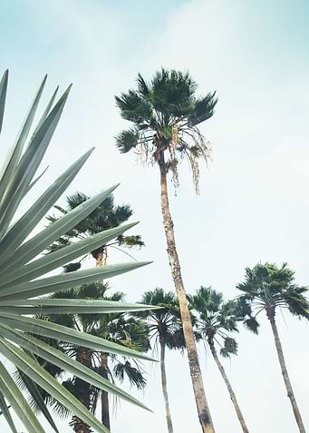 Dushi Palms 1