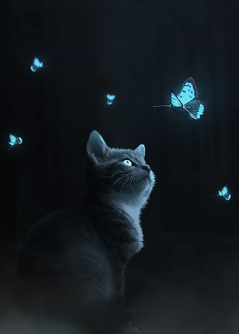 cat dream night