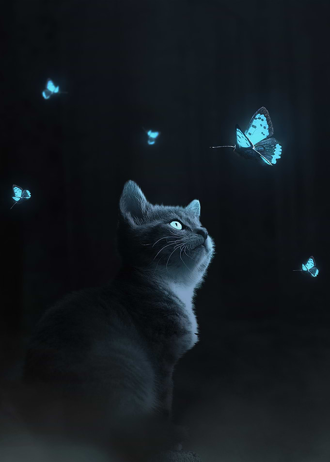 cat dream night