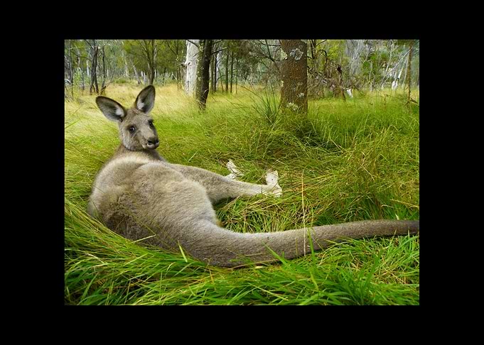 Kangaroo