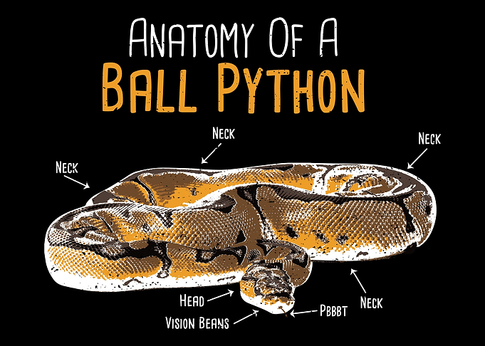 Anatomy Of A Ball Python