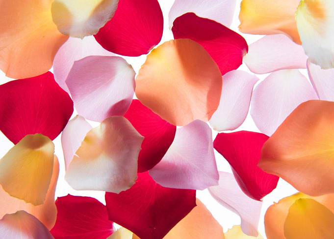 Back lit Flower petals