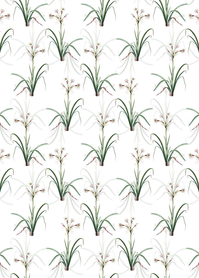 White Crytanthus Vittatus