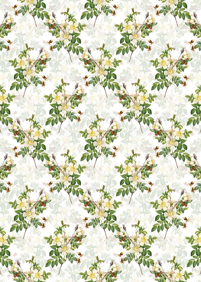 White White Candolle Rose