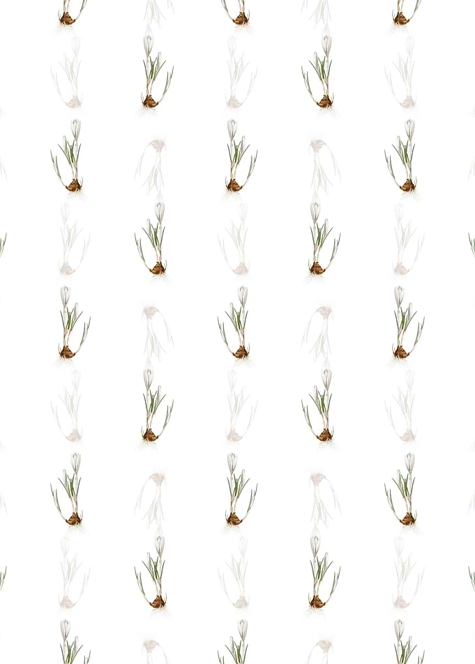 Spring Crocus Pattern
