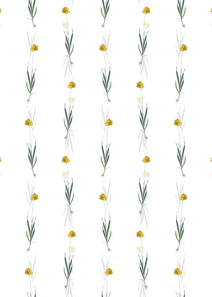 Floral Orange Ixia Pattern