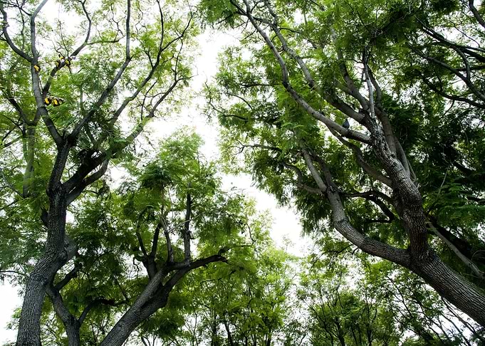 Green Trees Dream 1