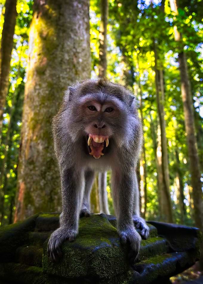 Mean Monkey